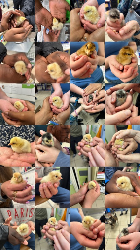 Shooting douceur en ULIS avec nos nouveaux élèves 🐥🐣🐥